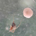Spider and egg sac